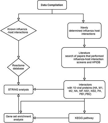 A Review and Meta-Analysis of Influenza Interactome Studies